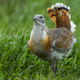 Illustration for article titled These Birds Really Do Use "Spanish Fly" To Get Laid